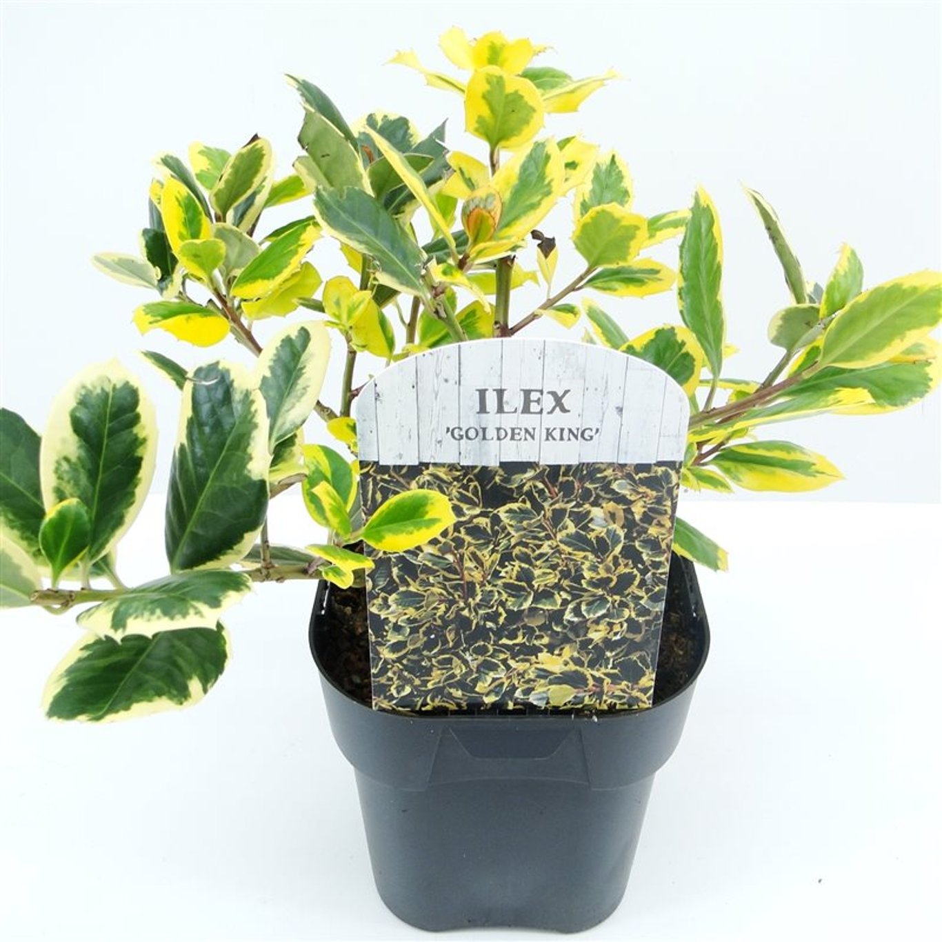 Ilex altacl. 'Golden King' - C2